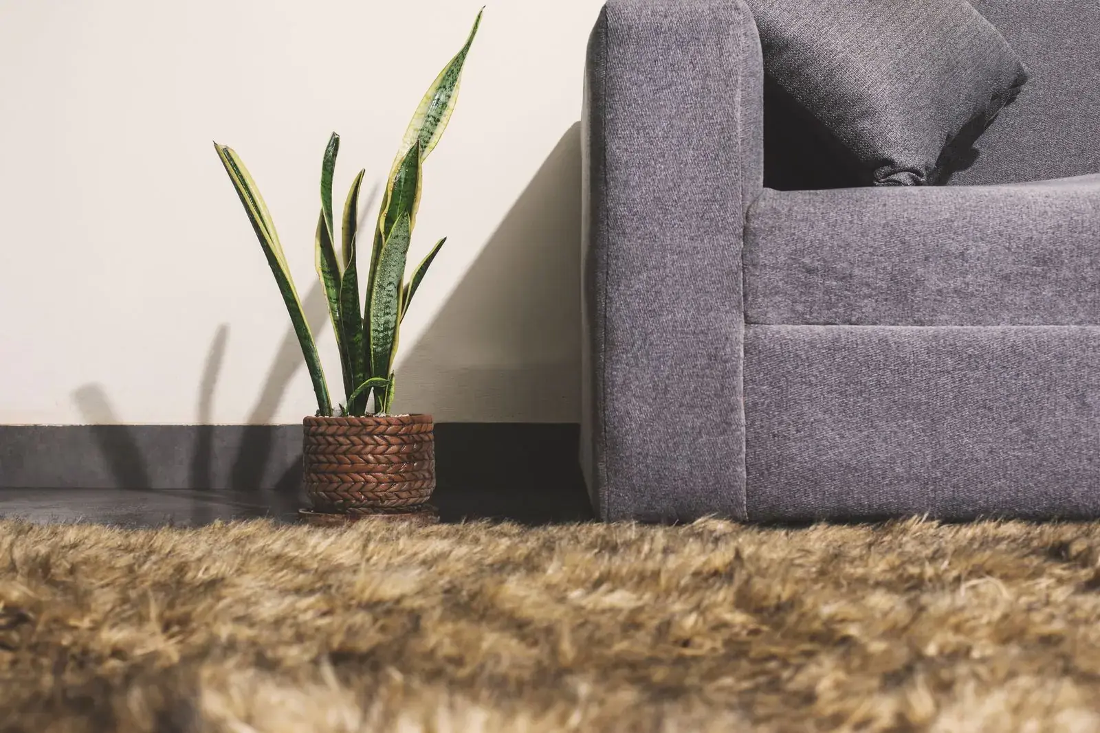 Deep, soft carpet pile beside a grey sofa
